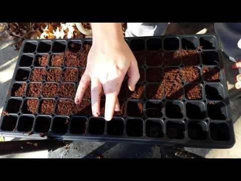 How to start seeds with coco coir indoor gardening